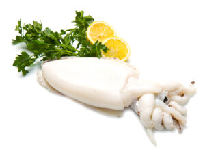 Freshly Frozen Whole Squid