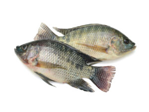 Freshly Frozen Tilapia Fish (Bolty)