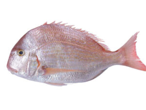 soldier bream