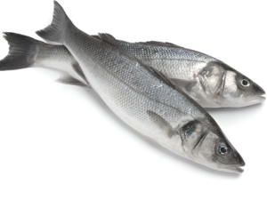 Freshly Frozen Sea Bass Fish