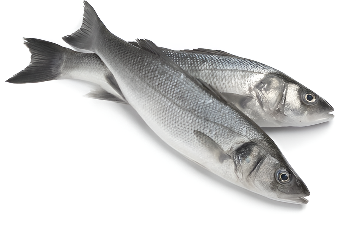Freshly Frozen Sea Bass Fish
