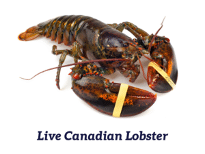Lobster