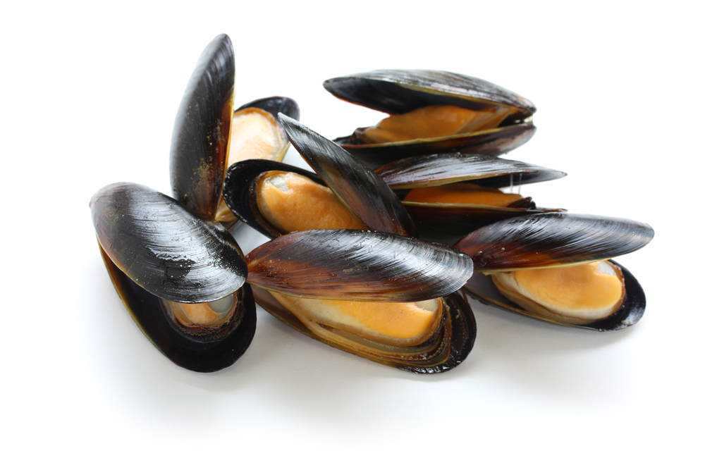 Mussels,On,A,White,Background mussels