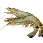 Caviale Black Tiger King Shrimp 1kg
