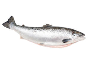 Caviale Whole Salmon Fish (Frozen)