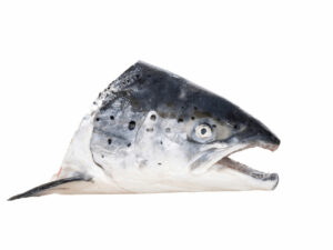 Caviale Salmon Head