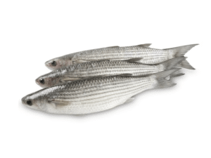 Freshly Frozen Mullet Fish (Bouri Fish)